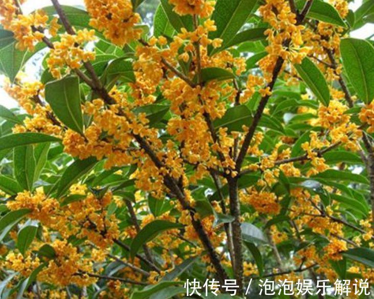 5种花最适合养阳台,婀娜多姿、香飘怡人,寓意美好