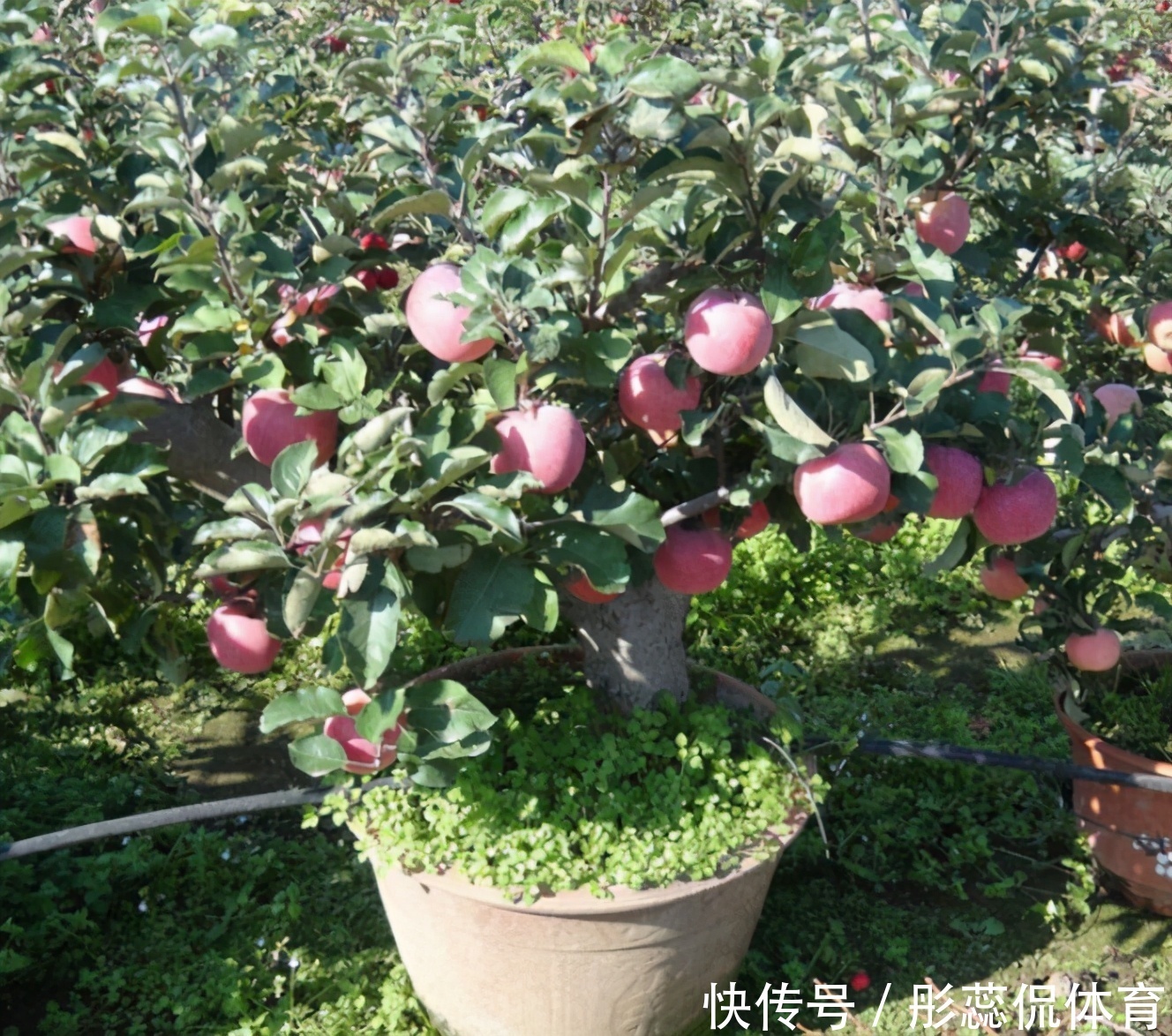 嫌弃|家里有院子,4种果树别嫌弃,好看好养活,比养花强