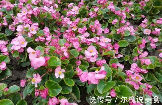 这3种花夏季开花旺,养得好就一点,多晒太阳就成了