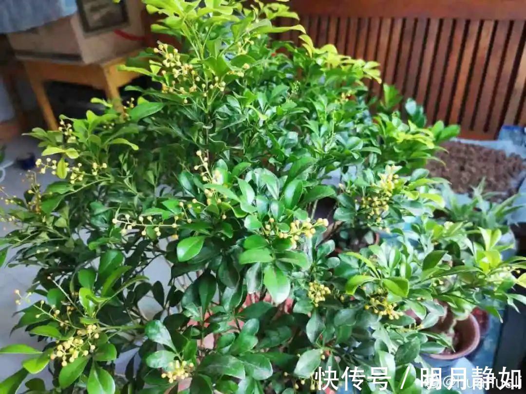 11月，千万别买这种花，养不活惹一肚子气