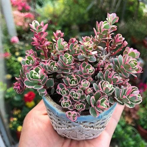 养护盆栽多肉做好这几点,在阳台上养出好看状态