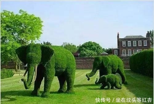 塑造|植物塑造出来的造型简直美炸了,你见过这样的植物吗?