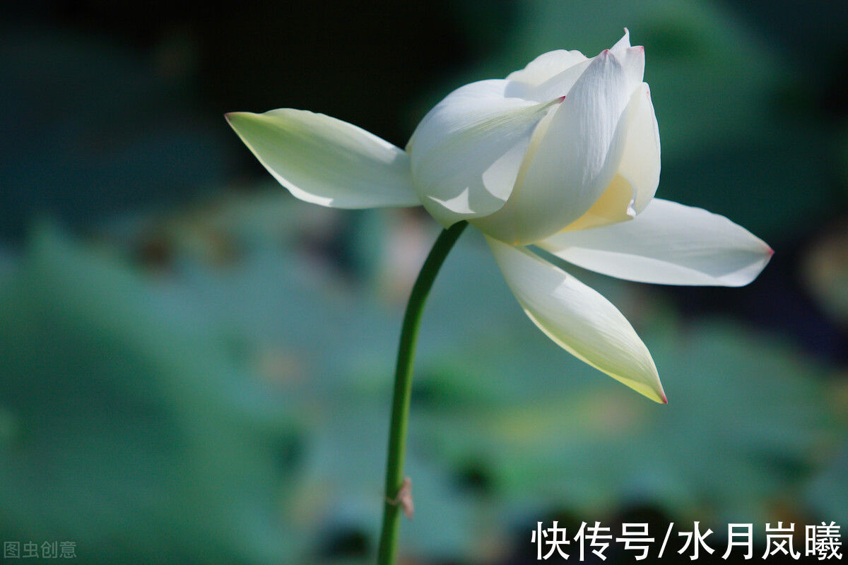 人间草木@愿有一人，待你如初，疼你入骨，懂你悲欢，知你冷暖