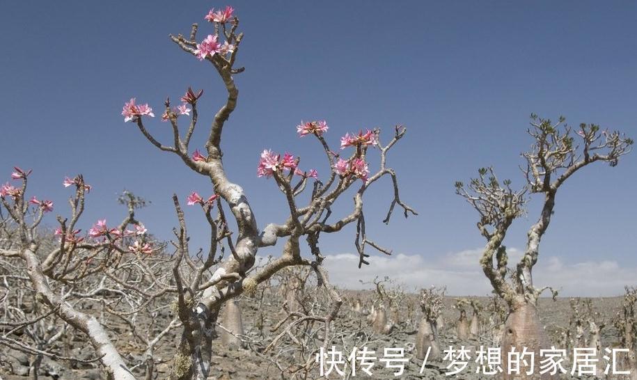 沙漠玫瑰的茎杆太细，想要它长粗一点该怎么办