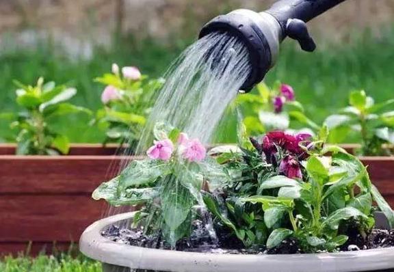 养花高手想要练成大神,处理这6件事就得游刃有余