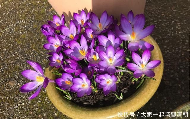 告别绿萝吊兰,此花更好养,丢土里就行,漂亮有芳香,是盆栽佳品