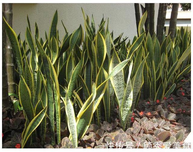 虎皮兰有“2喜2怕”，难怪不爱长侧芽，赶紧纠正