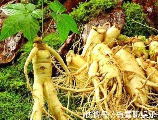 野山参|世界上最贵的人参，至少生长一百年，就产于我国的东北地区