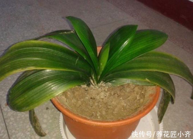 君子兰叶子残缺长“疤”,平时管住手,做好3点,养出“大扇面”