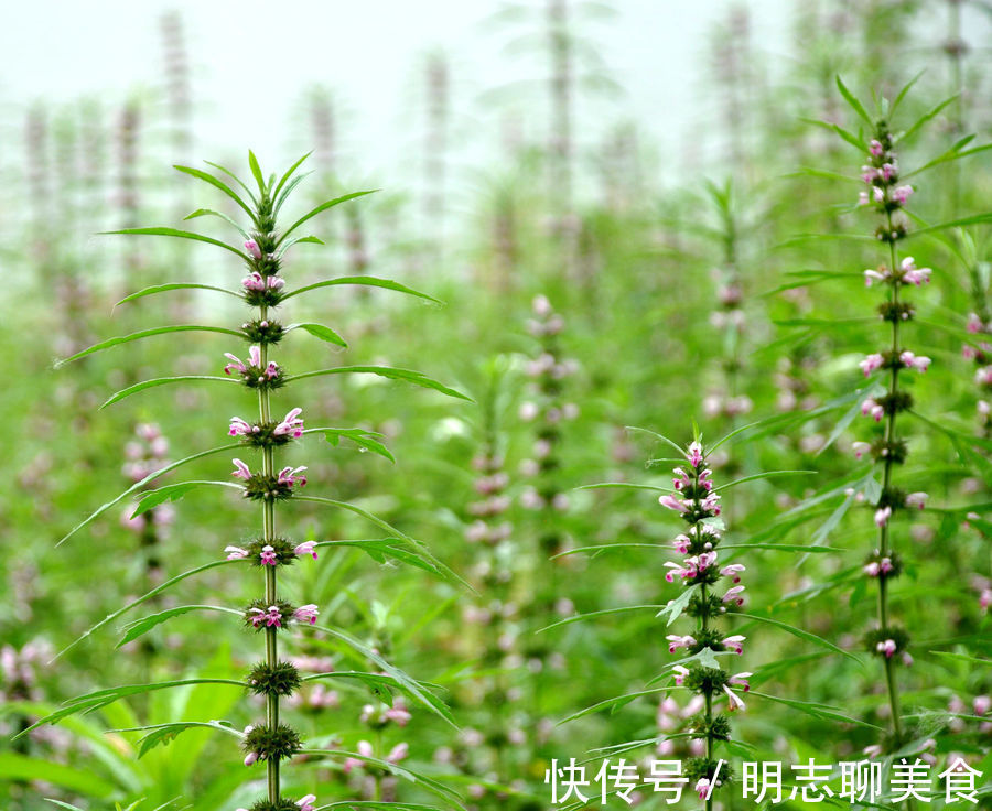 月经不调|十个女性九个腰痛，此物煮粥吃，腰不疼了，手不麻了，身体棒了