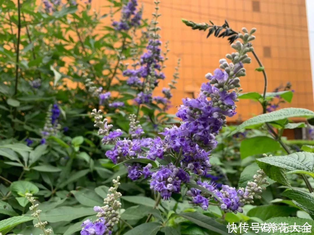 农村当柴烧的花,原来可以当盆景,给一千块也不卖