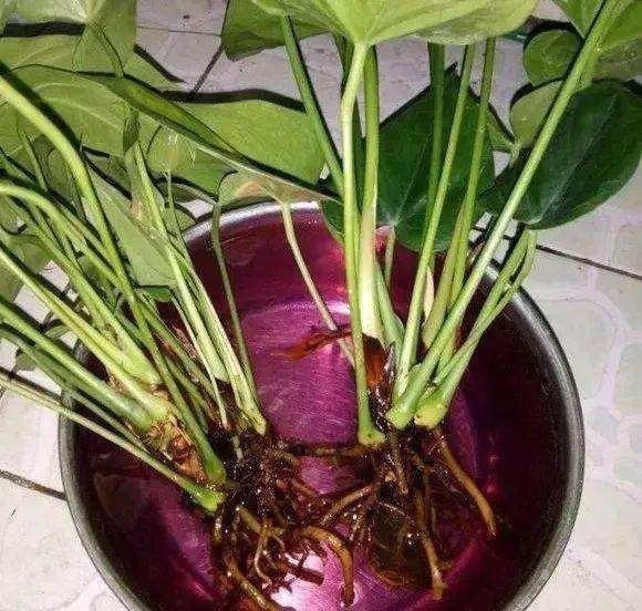 修剪|垃圾桶旁边一堆快死的花,到底该不该捡悄悄拎回家赚大发了