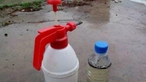 养花|自制养花杀菌水,7天浇一勺,花不生虫不烂根