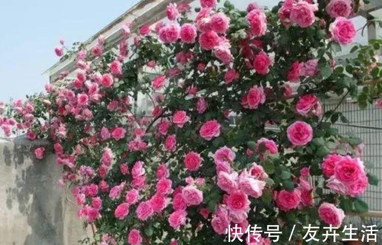 3种花是懒人的最爱,花朵大花期长,比牡丹还美,年年开花美翻