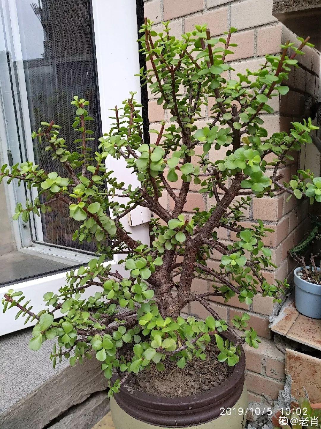 10种耐旱花，2个月不浇水，叶子反而绿油油！