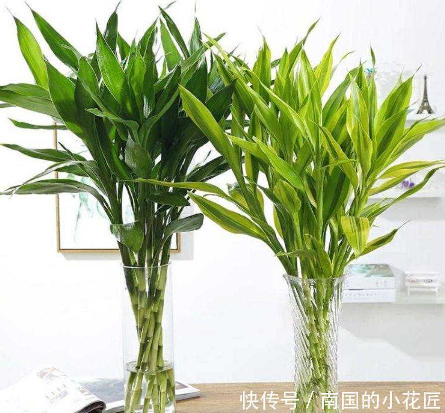 绿萝|6种花冬季不要晒太阳，它喜荫怕晒，卧室卫生间这些地方最合适！