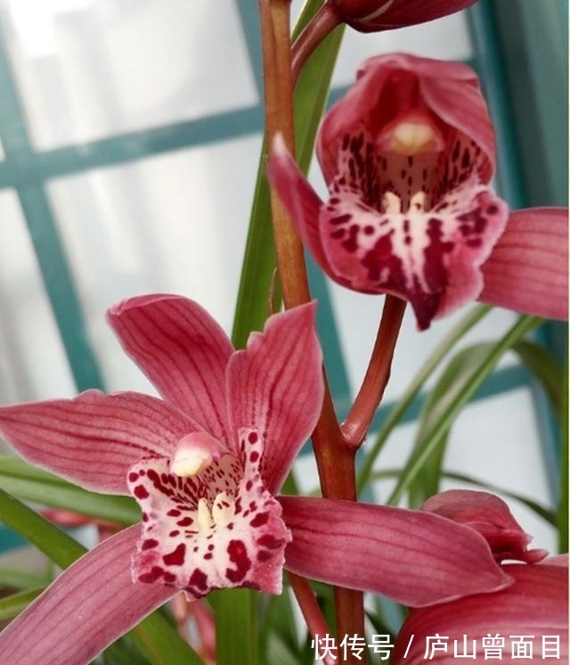 女士养兰花,首选“红满天”,花色艳丽,兰香四溢,长期有花赏!