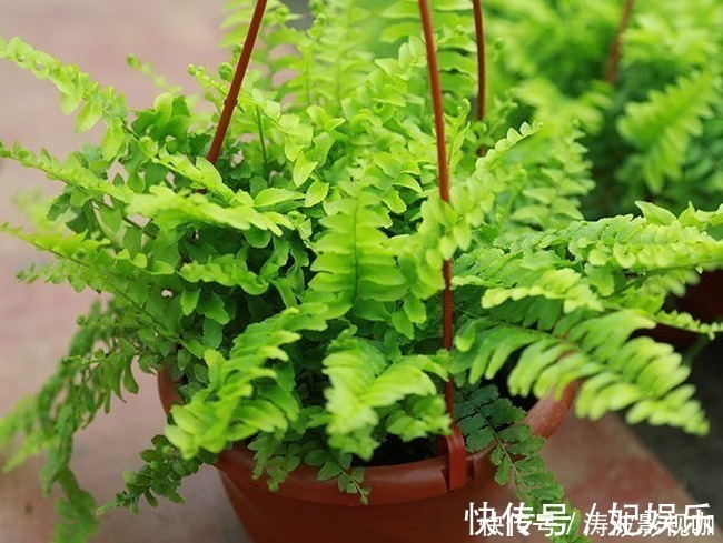 盆栽|适合盆栽的4种“吸毒花”,让病菌无所遁形,保护家人的健康花