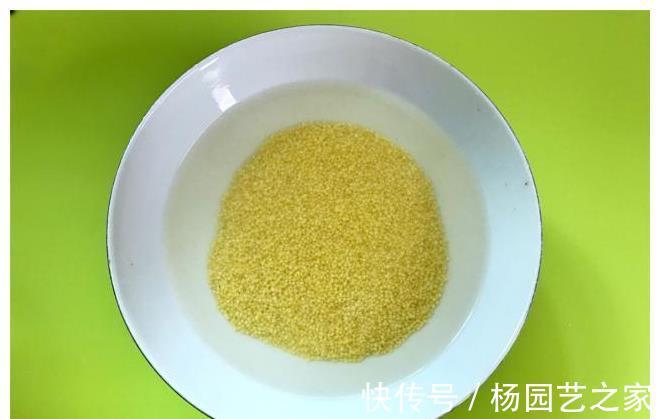 养胃|维生素C是苹果的10倍，和小米煮成粥，养胃去秋燥，隔三差五必