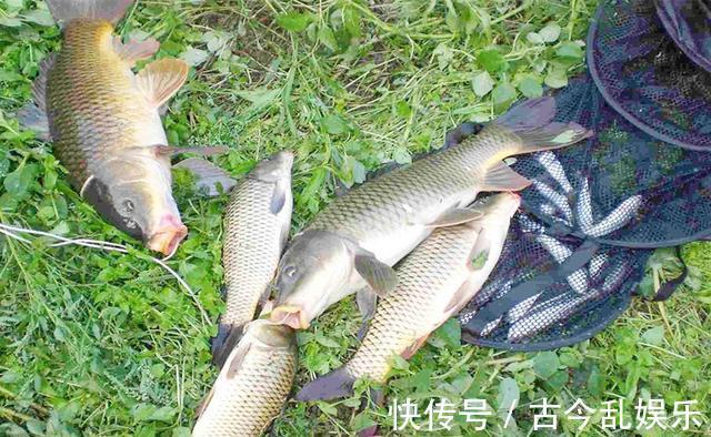 秋季|秋季分“三色”,秋季不同阶段,鱼在不同位置,钓位选择有变化