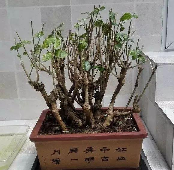 入冬后,这些花别折腾,越折腾越死