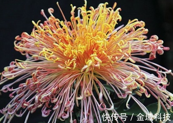 珍品|喜欢养护菊花，不如养些菊种珍品，幽香淡雅，开花繁盛惹人爱