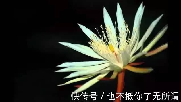 龟甲牡丹|世界上最名贵的花，一盆就是一座房子！