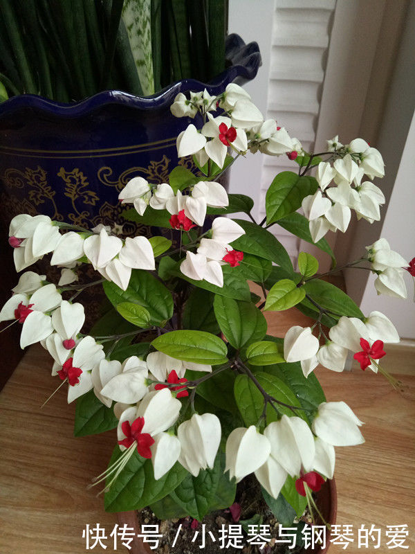 4种花好养又漂亮，一年四季花开不停，开花量大，花开枝繁叶茂