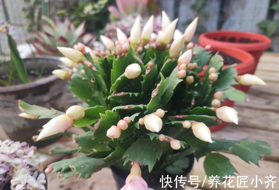 马上入冬了,长寿花和蟹爪兰要开花,掌握关键技巧才能开爆盆