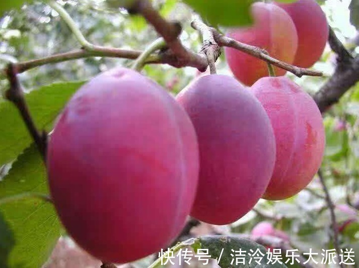 排毒|对女人最好的水果,用它榨汁每天喝一杯,排毒美容、补血、抗衰老