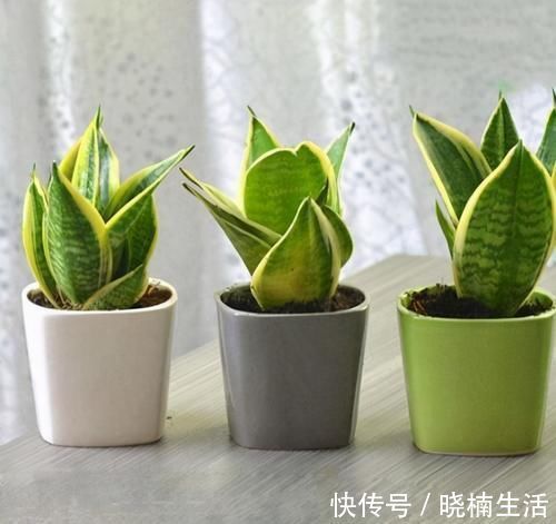 卧室养花,就养4种小绿植,有生机好管理