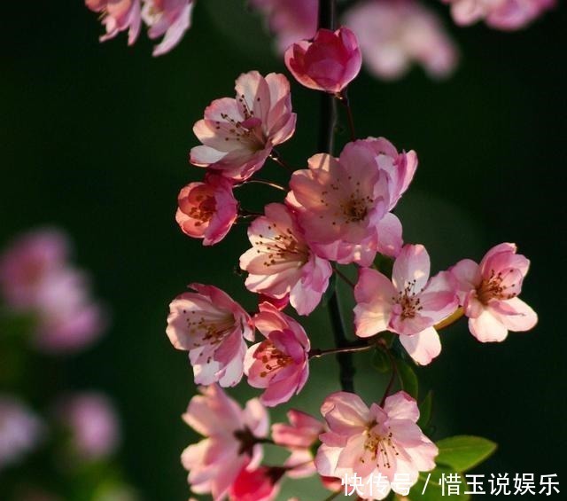 有院子就种4种树,老祖宗留下的“顺口溜”,不是没有道理