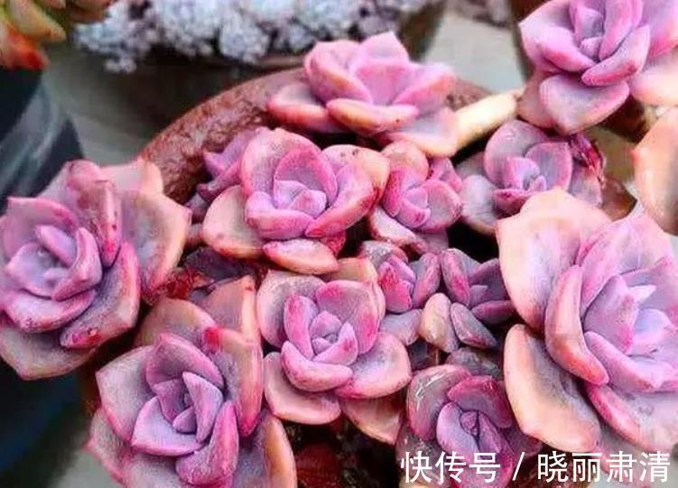 11月养6款多肉，服盆快上色美，养成群生肉墩子，适合新手