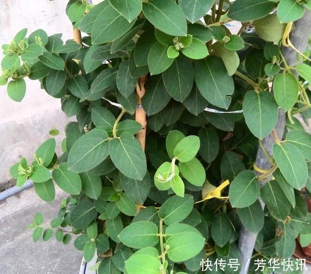 插枝|这花插枝即活,一年爬满阳台,花可泡茶喝,清火明目
