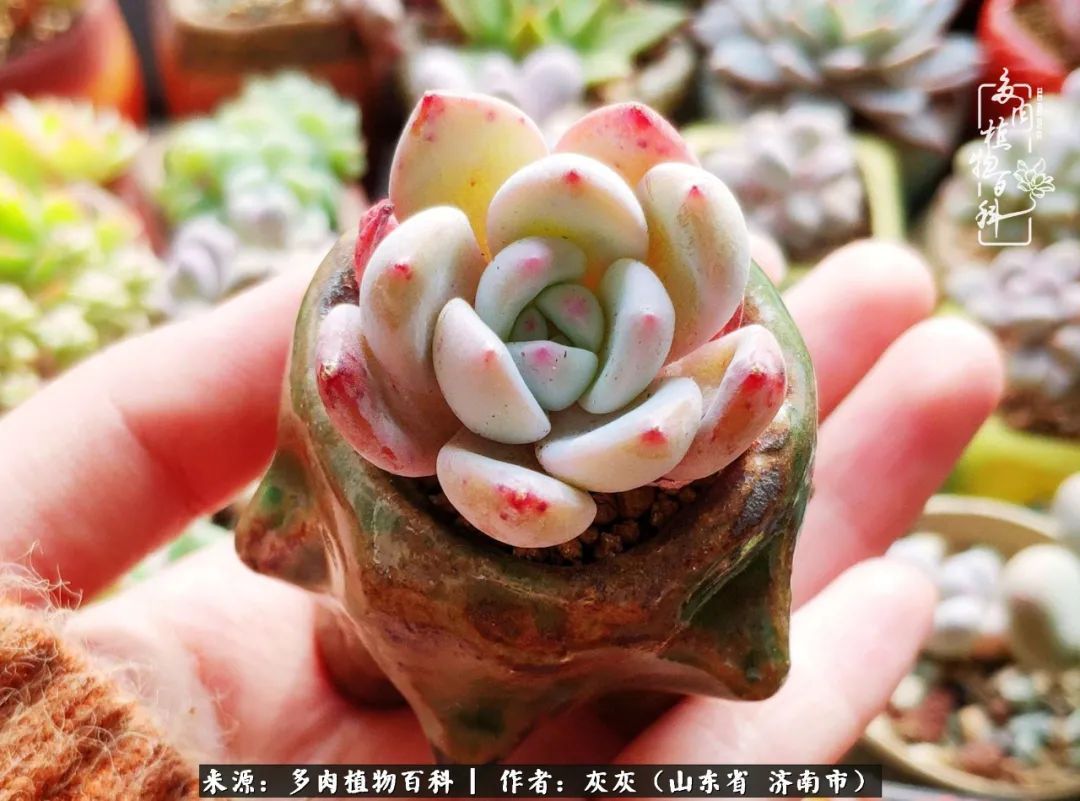 多肉植物|养多肉四年，铁打的盆盆流水的肉，无需多问，问就是喜欢！