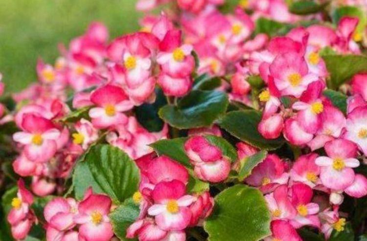 家里养这些花朵,花开爆满盆,好养好看,超级美,花香惹人爱