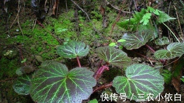 金丝荷叶|这植物,叶子形似老虎的耳朵,价值很珍贵,见到请保护
