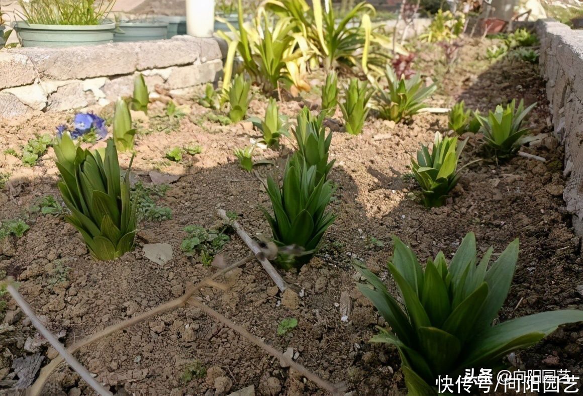 庭院养花，春季种百合，种月季，开花艳丽，春夏季节有花看