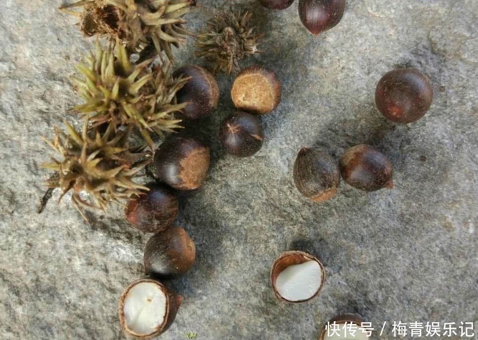 野果|“正在消失”的6种野果,属于纯天然绿色美食,全吃过的人并不多