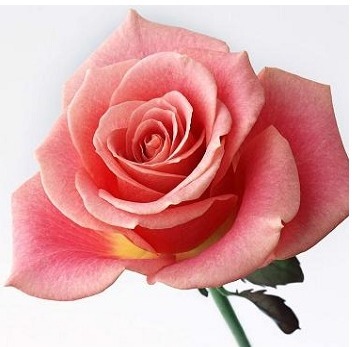 喜欢菊花,不如养精品玫瑰钻石玫瑰,开花