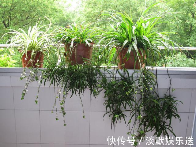 肥沃|10月养吊兰,多做这“1步”,匍匐茎蹭蹭长,叶绿又大,长爆盆