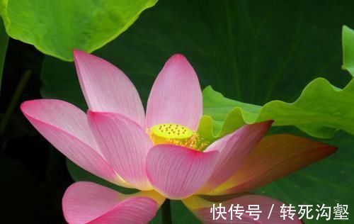 更上一层楼|阴历此三个月出生的人,天生富贵命,财运事业双丰收,富裕又享福