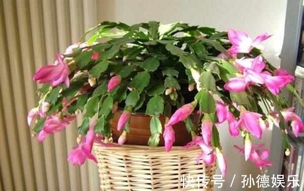 细数那些超耐阴的花,光照少长满屋,懒人大爱