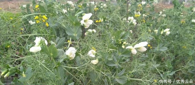 清妍豌豆开白花,用心赏悦美如画