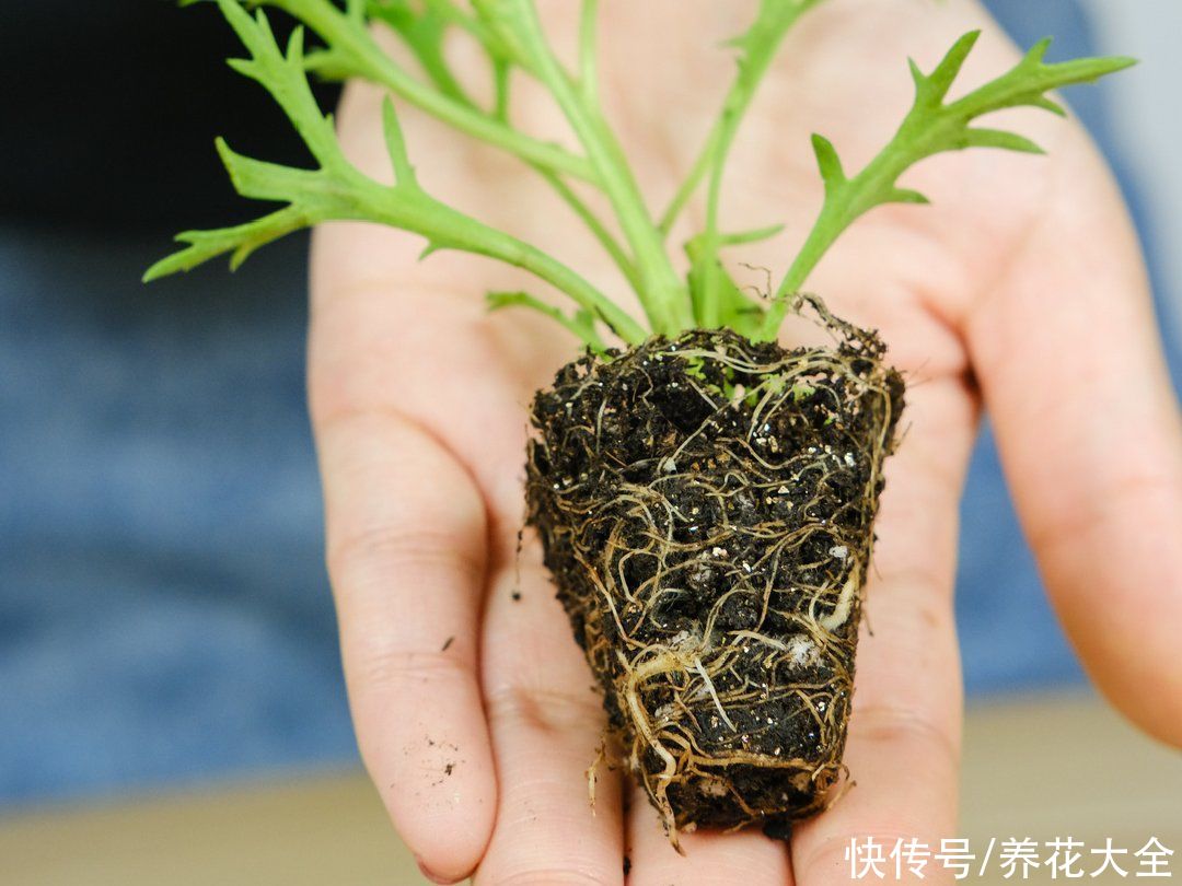 天竺葵|7种花养老桩不好，多扦插、养嫩苗，才能年年开花