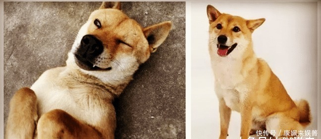 你家|俗语说院中出四喜,家中出能人,指的是哪四喜?你家有出现过吗?