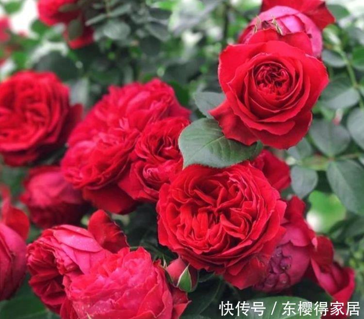 4种花美的出奇,不仅花好看,名字也好听,颜值高又好养