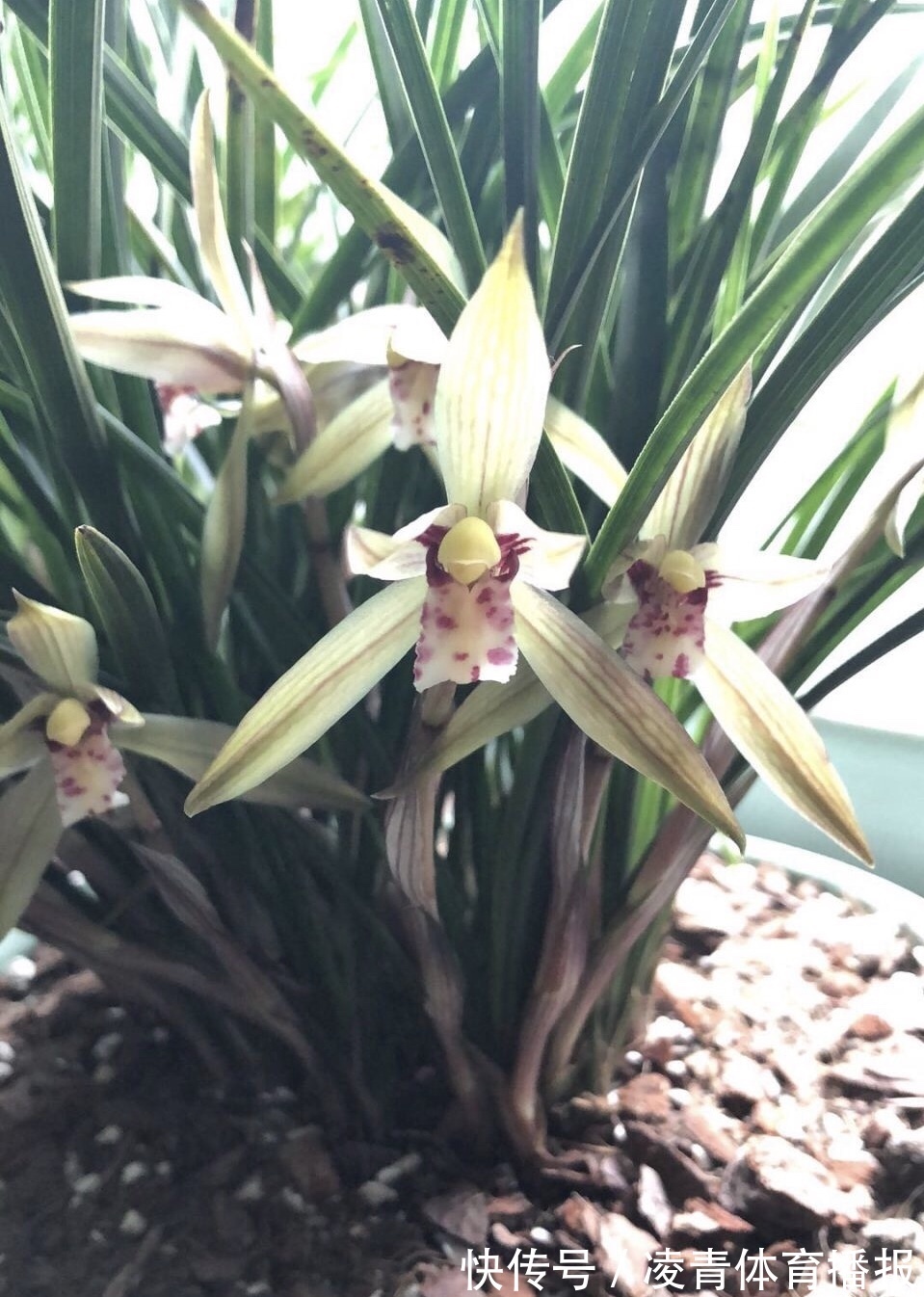 养不好5种植物,就要赶紧“跳坑”,不然买多少、死多少