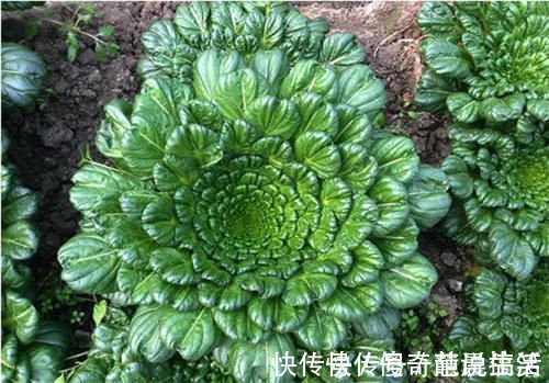 白萝卜|霜打过的菜为何甜？这4种菜不怕冻，别错过最后一种，越冷越好吃