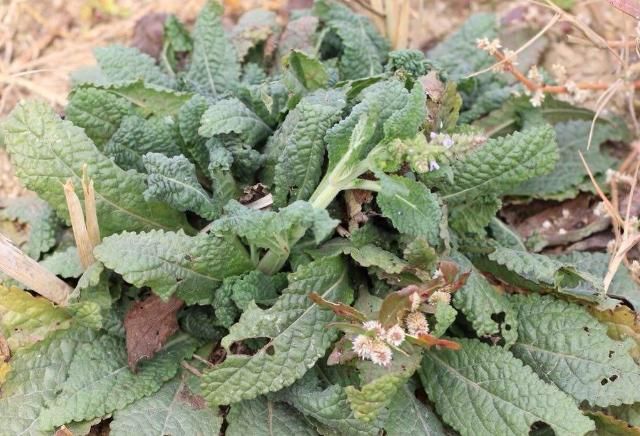 路邊很常見的“止咳草”，名字不好聽，止咳有奇效，你或許見過